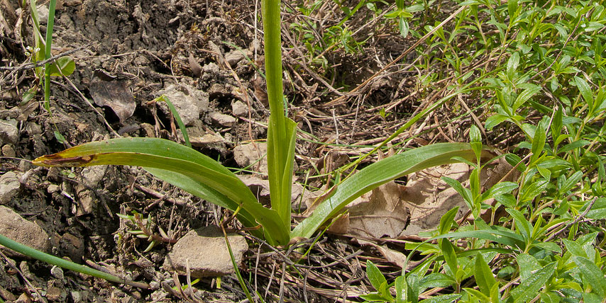 Orchis ?